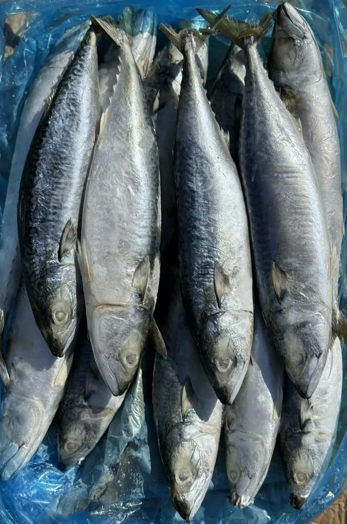 Скумбрия (400-600) ТО