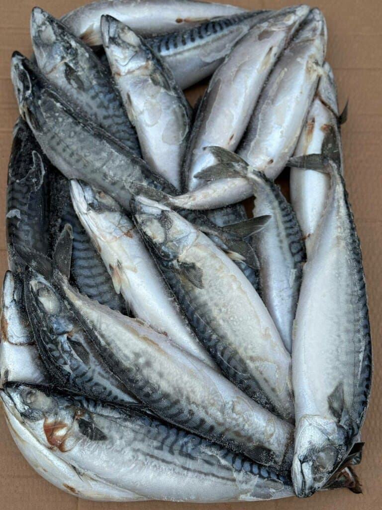 Скумбрия (500+) Ф.О. нр